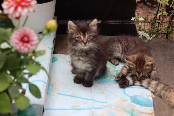 Potret Seekor Kucing Dengan Mata — Stok Foto