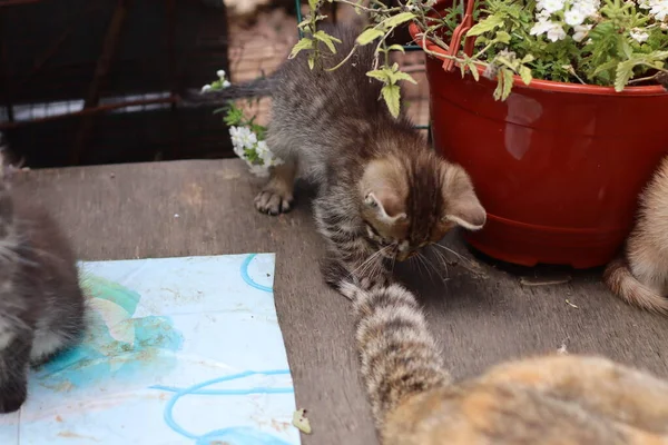 Porträt Einer Katze Mit Augen — Stockfoto