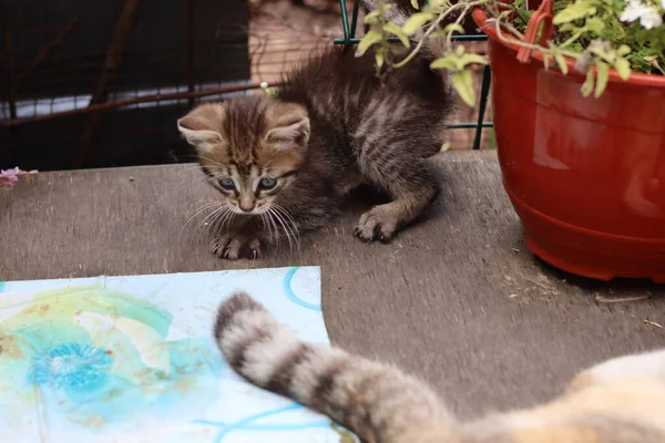 Cat Garden — Stock Photo, Image