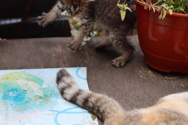 花园里的猫 — 图库照片