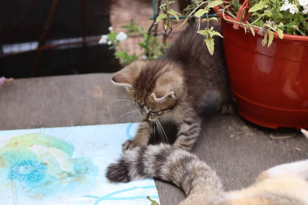 Katze Garten — Stockfoto