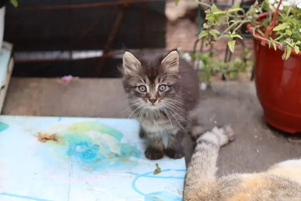 Kat Een Tuin — Stockfoto