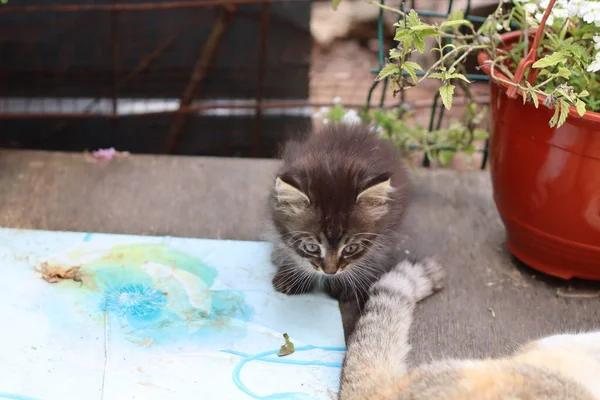 Cat Garden — Stock Photo, Image