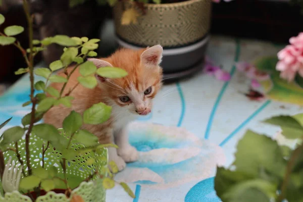 Cat Garden — Stock Photo, Image