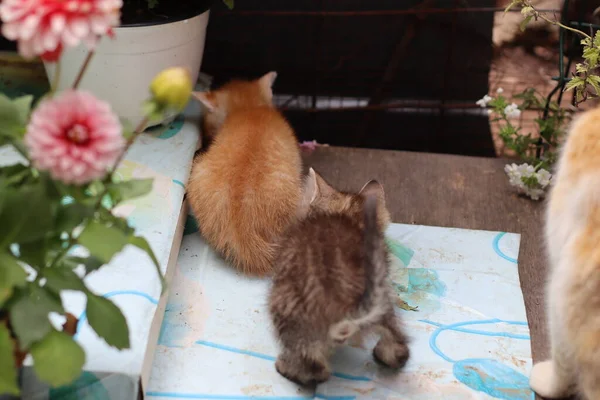 Kat Een Tuin — Stockfoto