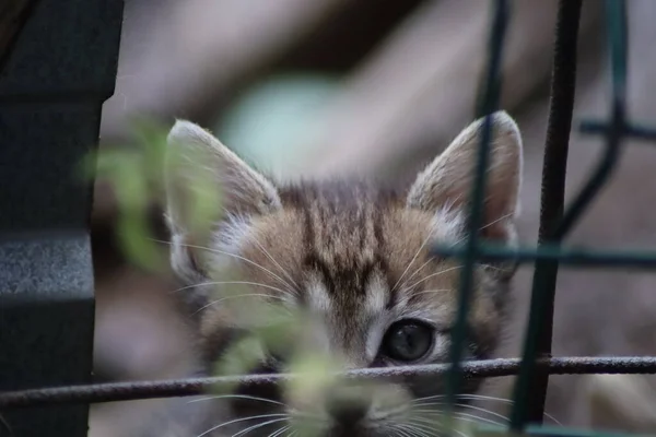 Katze Garten — Stockfoto