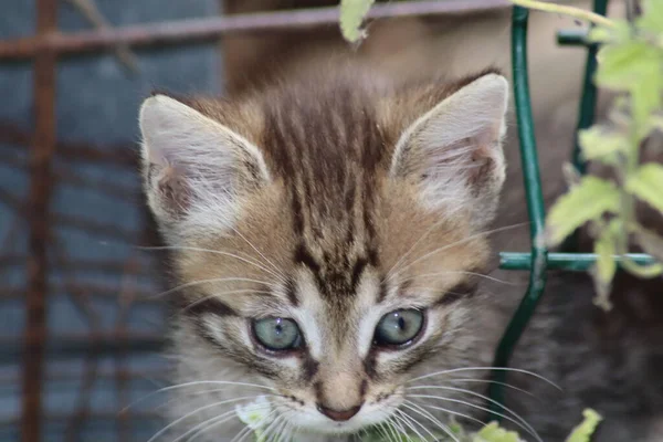 Kot Ogrodzie — Zdjęcie stockowe