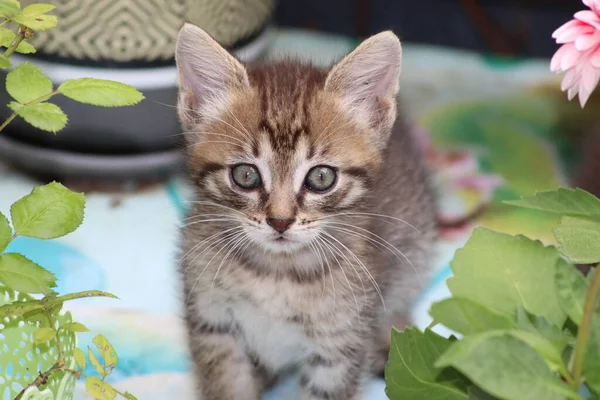 Kat Een Tuin — Stockfoto