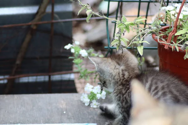 Kucing Taman — Stok Foto