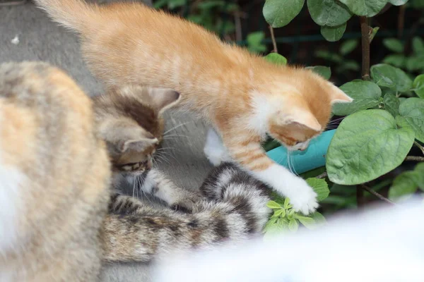 Gatto Giardino — Foto Stock