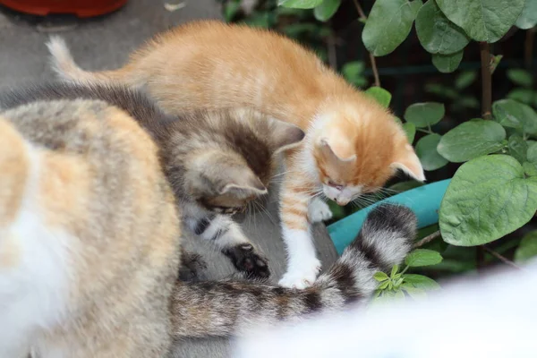 Katze Garten — Stockfoto