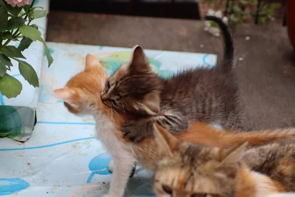 Bahçedeki Kedi — Stok fotoğraf