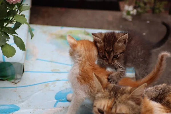 Chat Dans Jardin — Photo