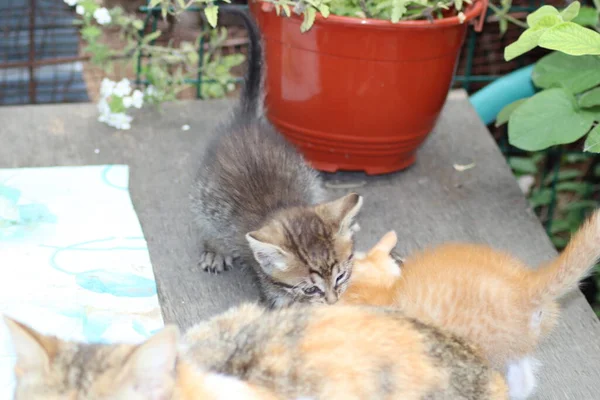 Gato Jardim — Fotografia de Stock