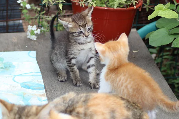 Chat Dans Jardin — Photo