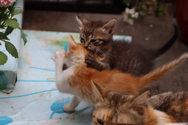 Cat Garden — Stock Photo, Image