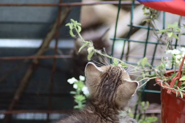 Gato Jardín — Foto de Stock