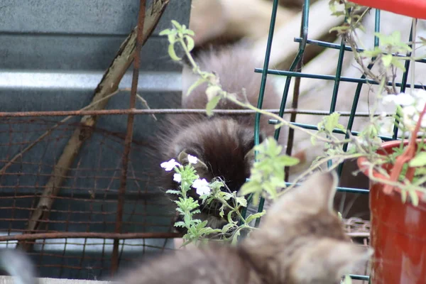 Katze Garten — Stockfoto