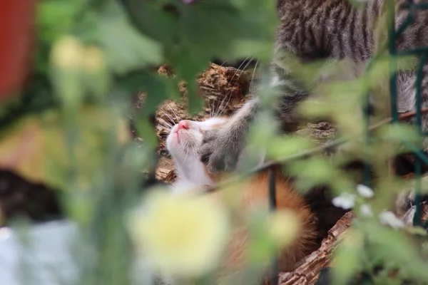 Katze Garten — Stockfoto