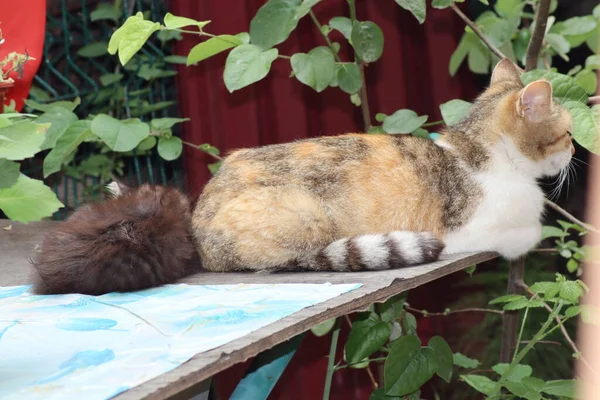 Cat Garden — Stock Photo, Image