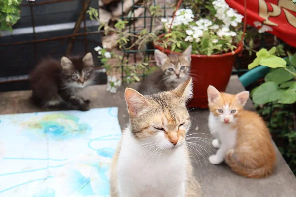 Kat Een Tuin — Stockfoto