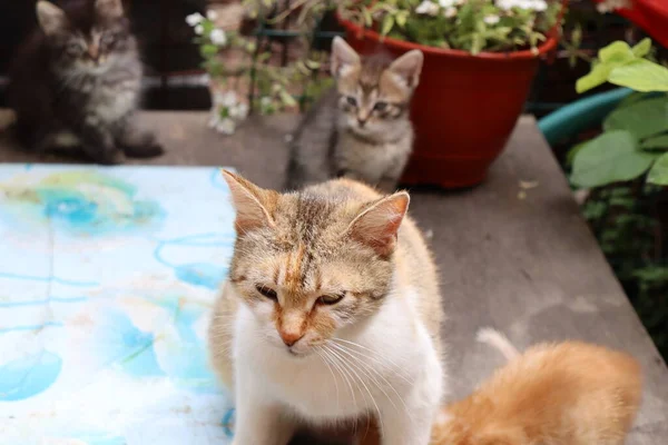 정원에 고양이 — 스톡 사진