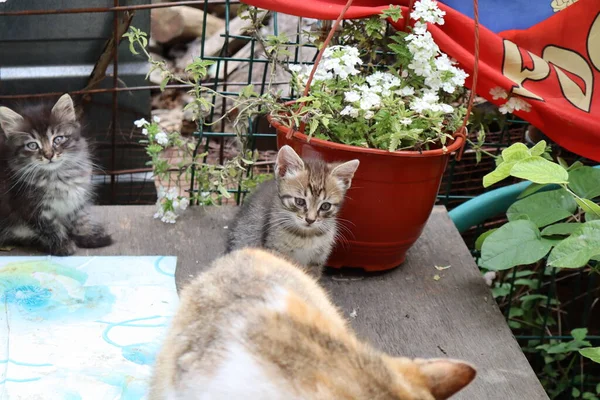 Cat Garden — Stock Photo, Image