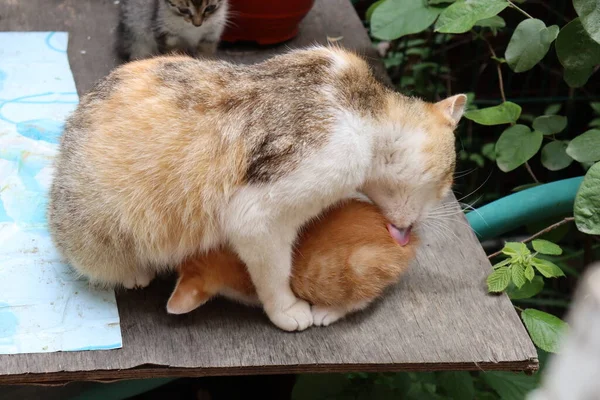 Kat Een Tuin — Stockfoto