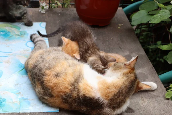 Kat Een Tuin — Stockfoto