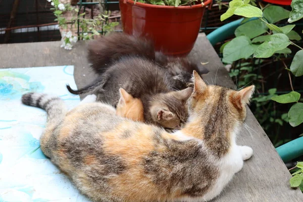 Gato Jardín — Foto de Stock