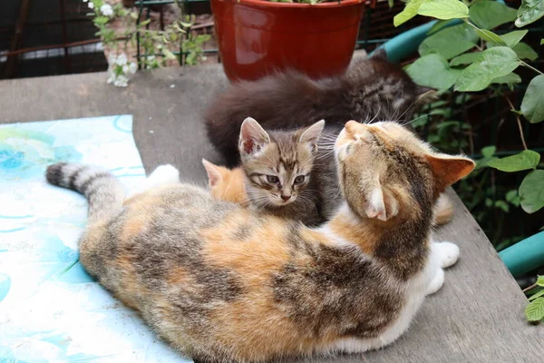 Cat Garden — Stock Photo, Image