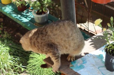 Kedi Bahçede Oynuyor