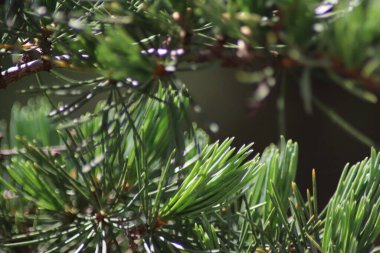 Çam iğnelerini kapatın.