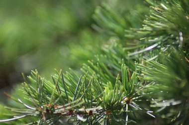 Çam iğnelerini kapatın.