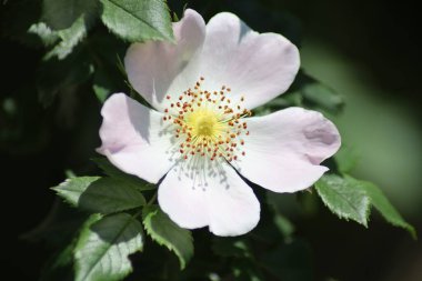 Bahçede çiçek açan gül kalçaları