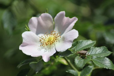 Bahçede çiçek açan gül kalçaları