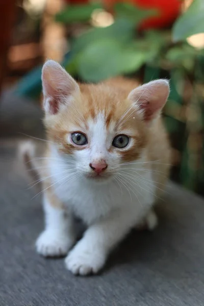 Cat Playing Garden — Stock Photo, Image