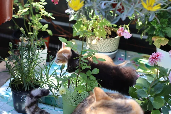 猫在花园里玩耍 — 图库照片
