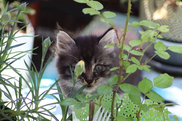 Gato Jugando Jardín — Foto de Stock