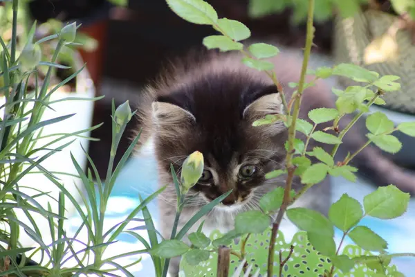 Kat Spelen Tuin — Stockfoto