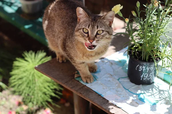 แมวเล นในสวน — ภาพถ่ายสต็อก