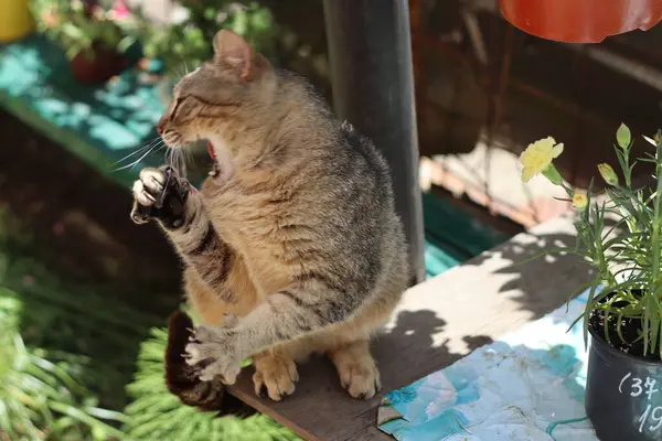 Katze Spielt Garten — Stockfoto