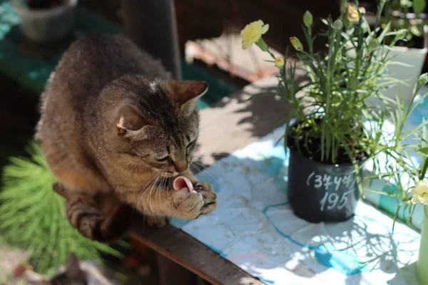 庭で遊ぶ猫 — ストック写真