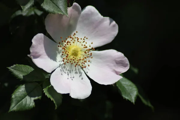 庭にバラの腰を咲かせ — ストック写真