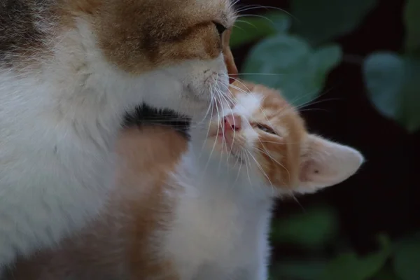 Gatto Che Gioca Giardino — Foto Stock