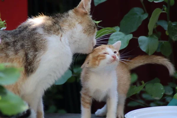 Katze Spielt Garten — Stockfoto