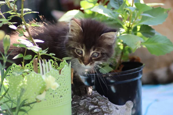 Katze Spielt Garten — Stockfoto