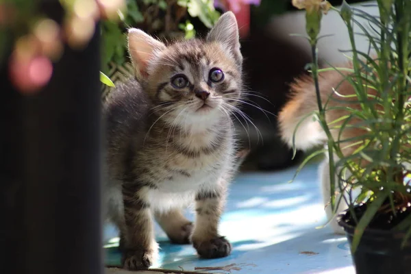 Cat Playing Garden — Stock Photo, Image