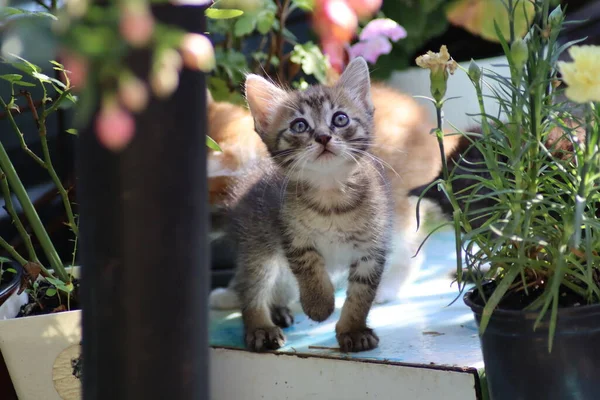 Kat Spelen Tuin — Stockfoto