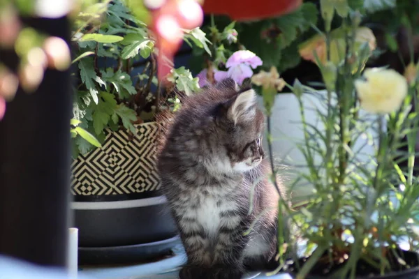Katze Spielt Garten — Stockfoto